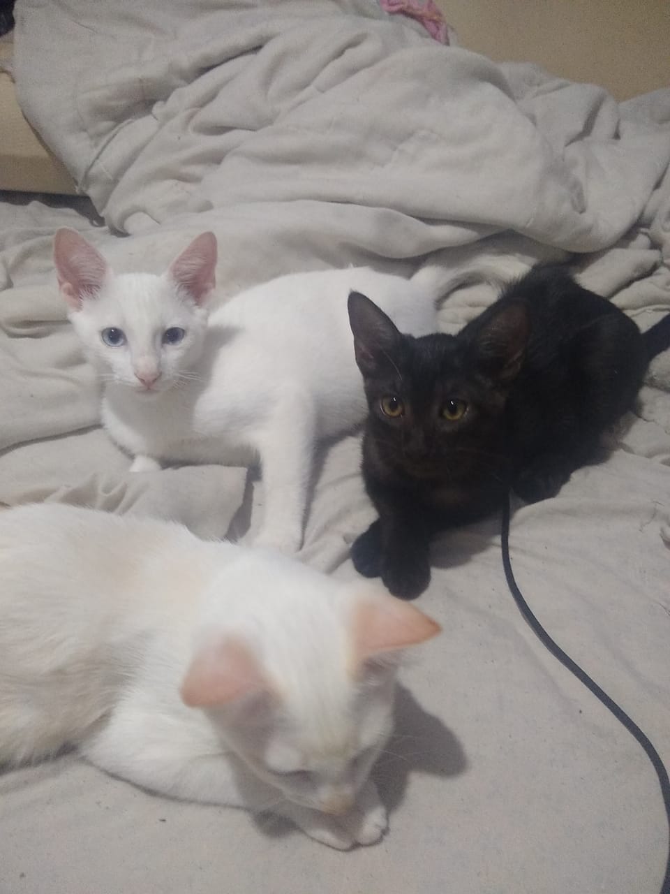 gatos