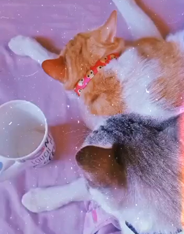 Farofa-e-Canela-tomando-cafe